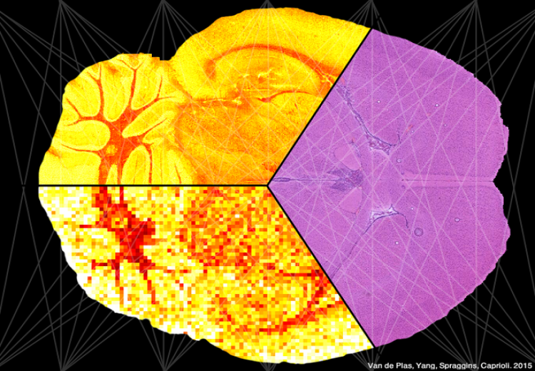 Molecular Image Fusion
